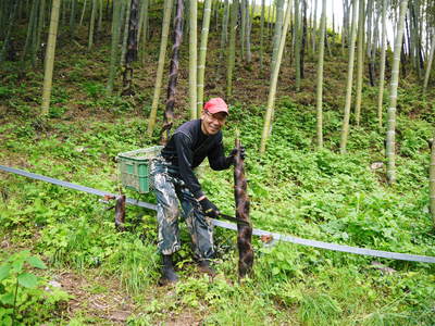 干したけのこ 平成26年度無農薬・有機栽培で育てた「干したけのこ」販売開始!!人気の秘密その1_a0254656_2022430.jpg