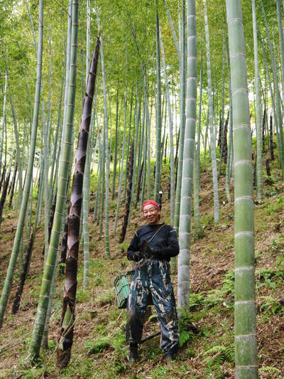 干したけのこ 平成26年度無農薬・有機栽培で育てた「干したけのこ」販売開始!!人気の秘密その1_a0254656_2065082.jpg