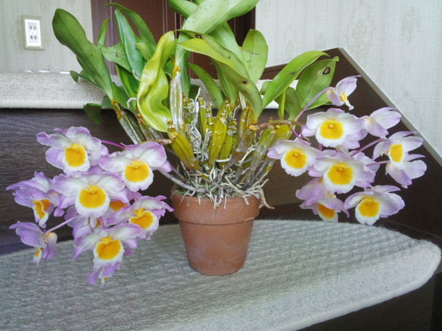 Cuitlauzina pendula と Dendrobium farmeri 咲きました。 : 所沢洋蘭会