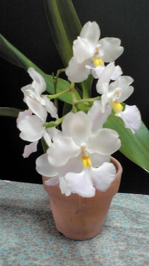 Cuitlauzina pendula と Dendrobium farmeri 咲きました。 : 所沢洋蘭会