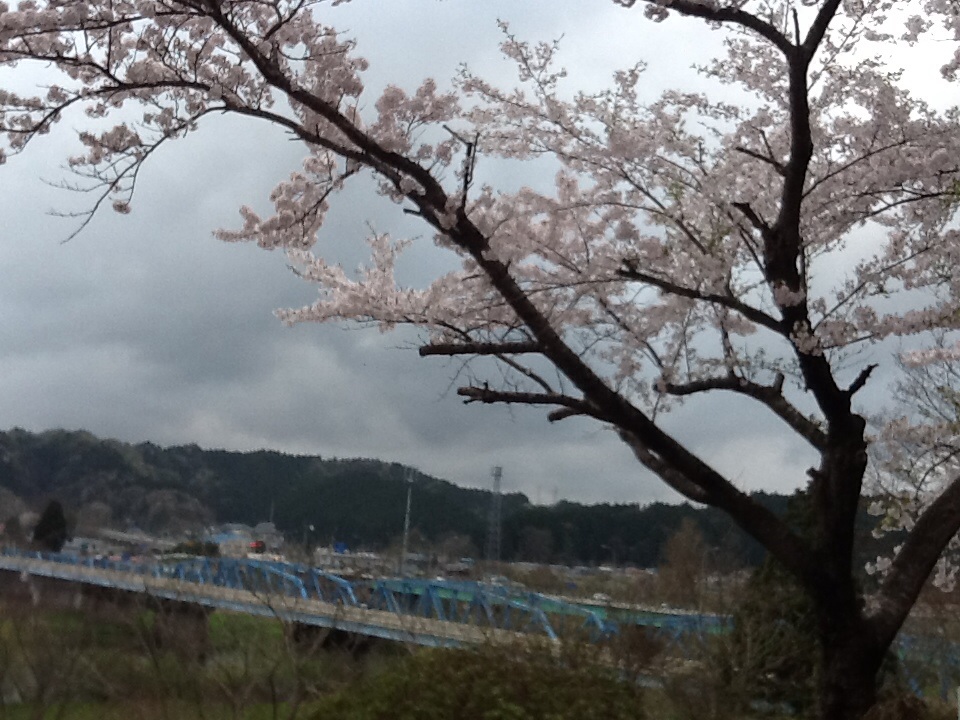 実家は葉桜_b0093660_21570799.jpg