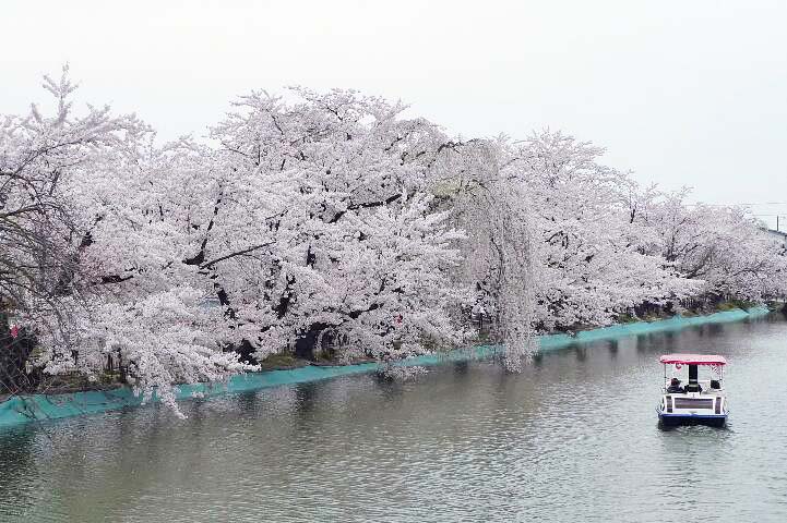 3-498) 臥竜公園の桜は満開だった_d0092767_9574926.jpg