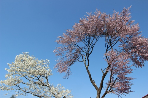 f0104169_23386.jpg