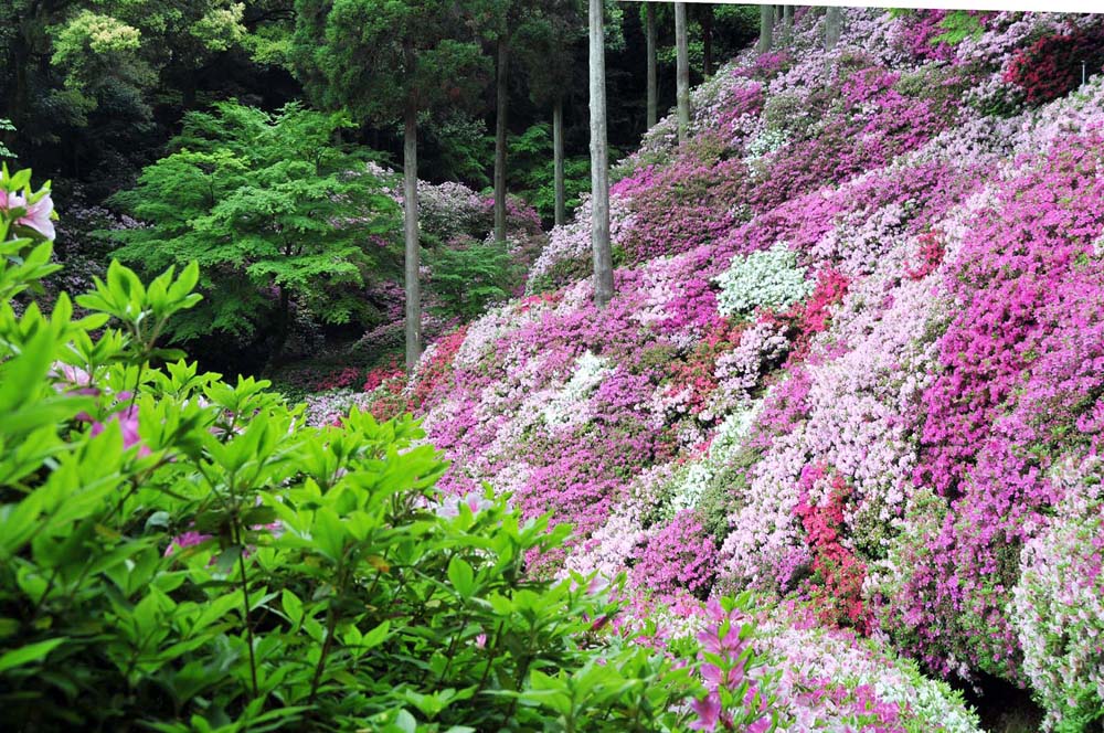 基山 大興善寺のつつじ 2014_f0306071_15475811.jpg