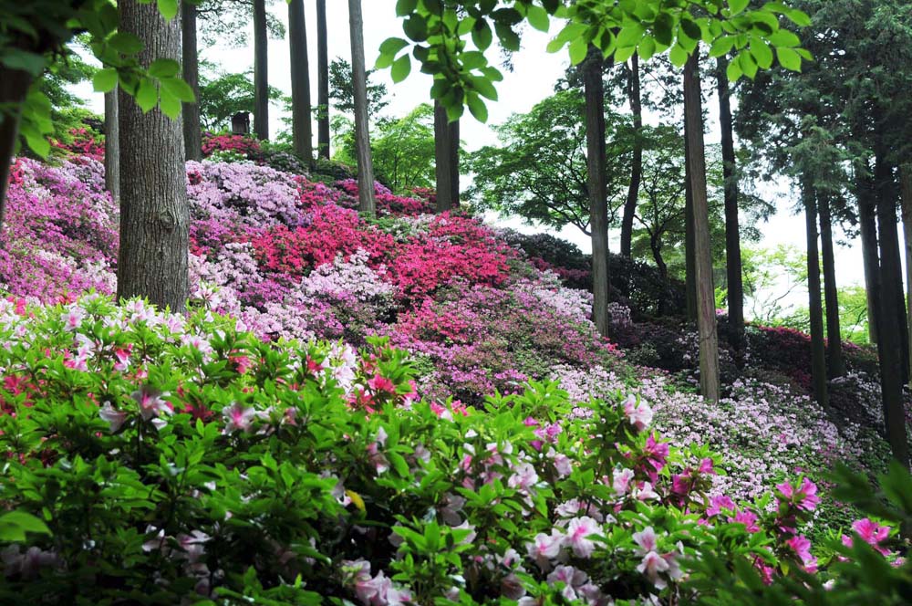 基山 大興善寺のつつじ 2014_f0306071_15501233.jpg