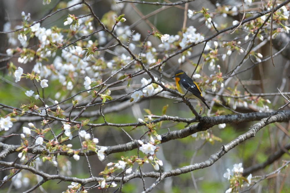桜キビタキ Ⅰ_f0053272_101665.jpg