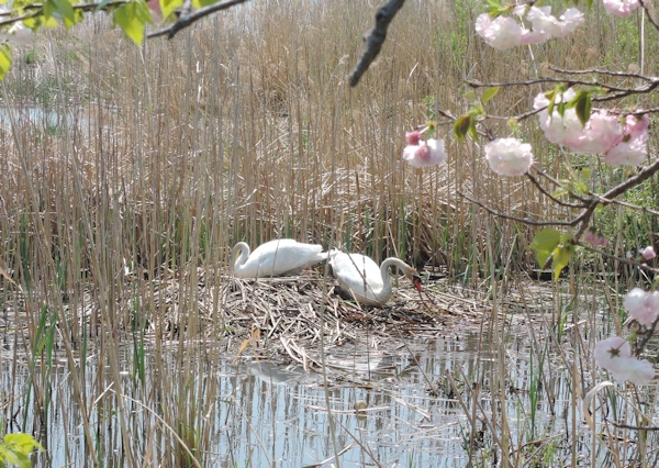 手賀沼に棲む水鳥たち 7_e0200879_15265973.jpg