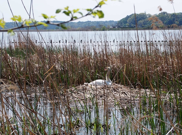 手賀沼に棲む水鳥たち 7_e0200879_15271821.jpg