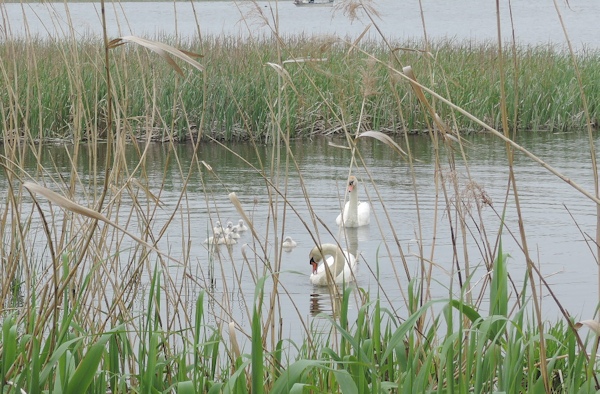 手賀沼に棲む水鳥たち 7_e0200879_15275772.jpg