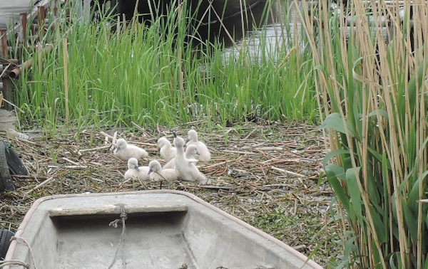 手賀沼に棲む水鳥たち 7_e0200879_15281975.jpg