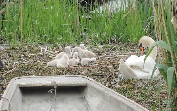 手賀沼に棲む水鳥たち 7_e0200879_15283076.jpg