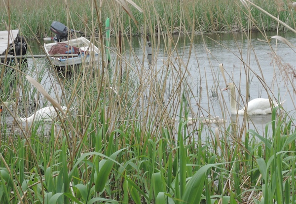 手賀沼に棲む水鳥たち 7_e0200879_1528988.jpg
