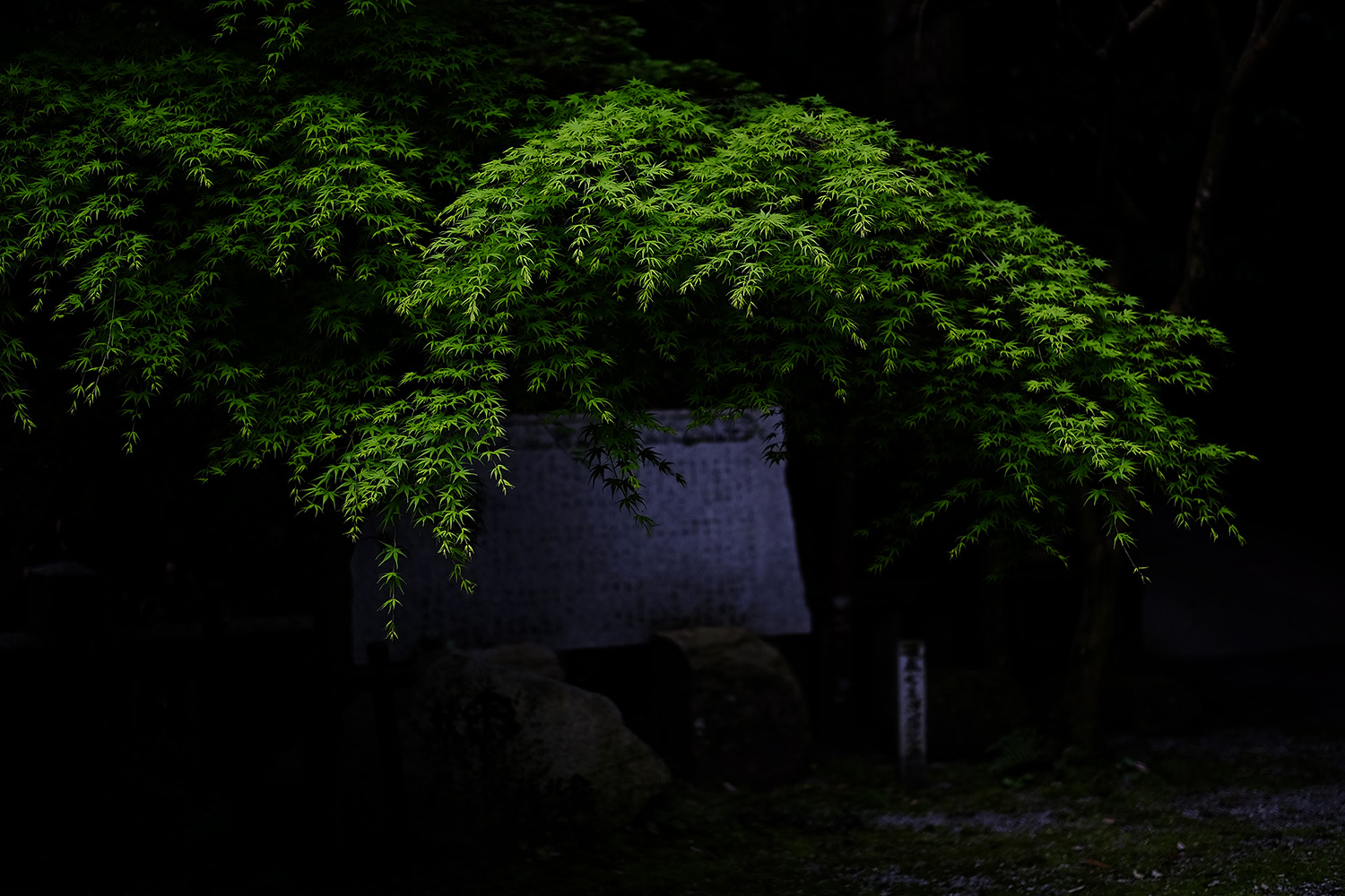 a0141586_6564720.jpg