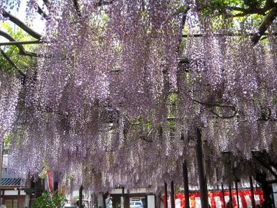 岐阜羽島の竹鼻別院へ藤を見に行きました（5月2日）_d0021786_23455422.jpg