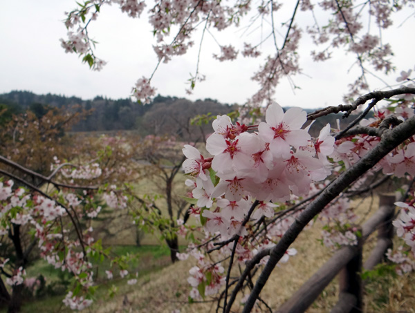 秋田大潟村・日本国花苑など、桜ドライブ♪_a0136293_18263614.jpg