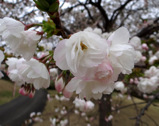 秋田大潟村・日本国花苑など、桜ドライブ♪_a0136293_1844462.jpg