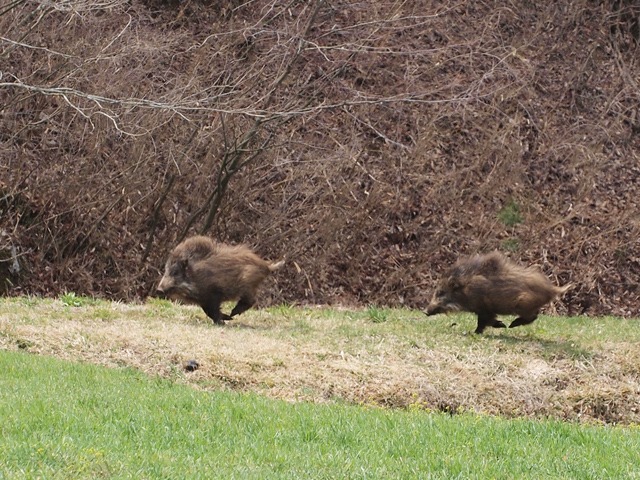 イノシシに遭遇_b0194593_9272130.jpg