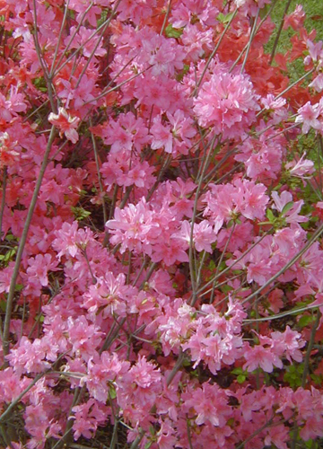 ●春の花、ツツジ三種_d0053294_1175340.jpg