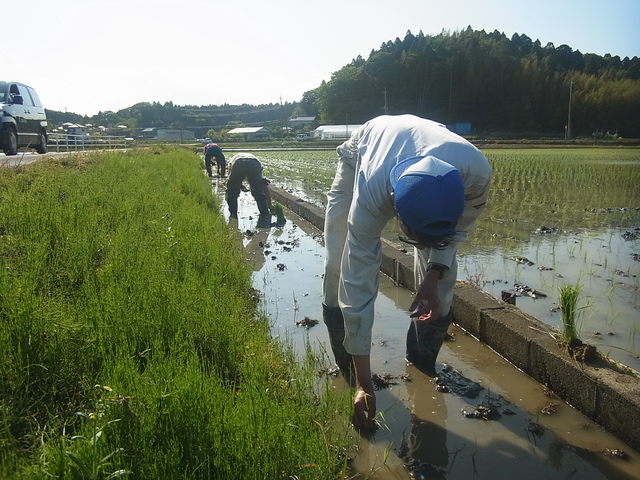 田植え2日目_e0270198_2004419.jpg