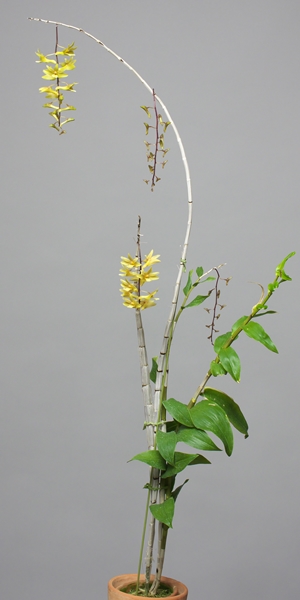 Dendrobium floresianum その２_a0267399_2243278.jpg