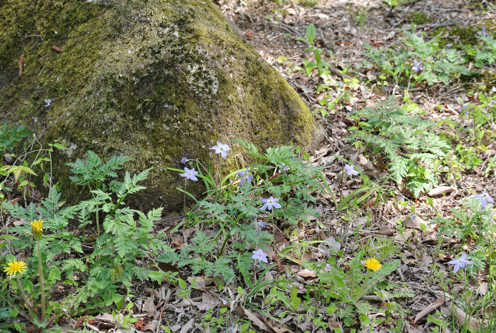 昭和記念公園 春_b0144301_22384531.jpg