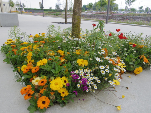 HECキャンパスのきれいな緑と花々 Beautiful Flowers and greens on HEC Campus_e0123104_19335233.jpg
