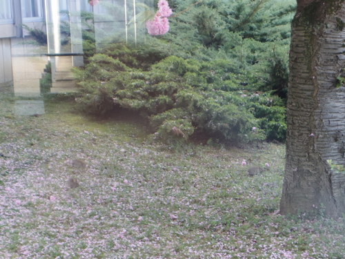 HECキャンパスのきれいな緑と花々 Beautiful Flowers and greens on HEC Campus_e0123104_19472076.jpg