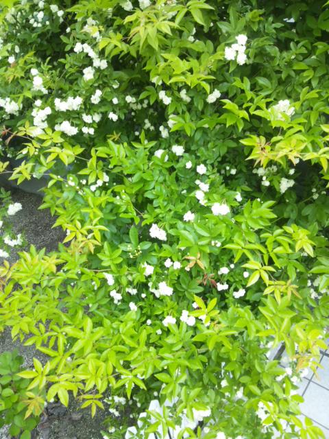 モッコウバラを挿し木で増やしてみよう Natural Gardening モッコウバラを挿し木で増やしてみよう Natural Gardening