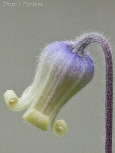 Clematis ochroleuca_b0099813_014539.jpg