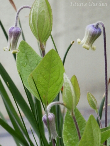 Clematis ochroleuca_b0099813_014543.jpg