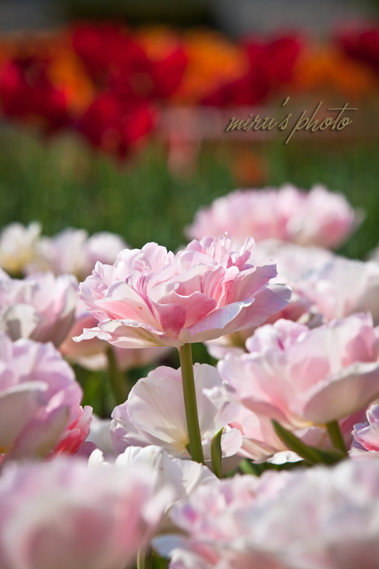 薔薇のようなチューリップ アンジェリケ Miru S Photo 薔薇のようなチューリップ アンジェリケ Miru S Photo