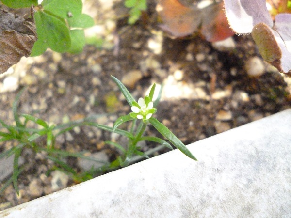 庭の花達　開花中！_f0228619_2014213.jpg