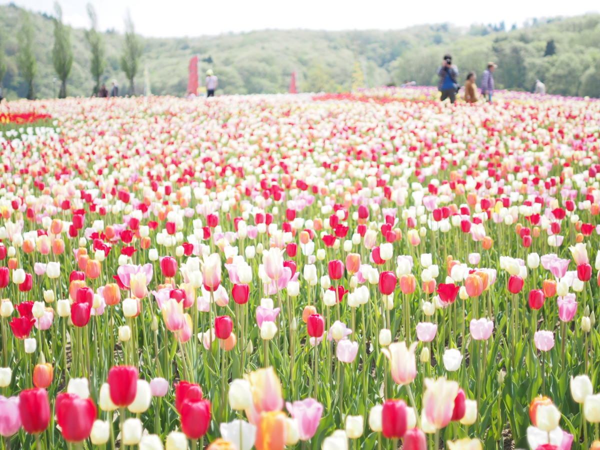 春の丘陵公園_e0169421_22332356.jpg