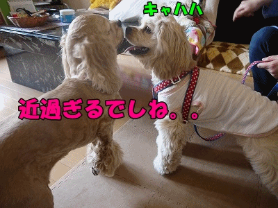 f0326925_23005478.gif