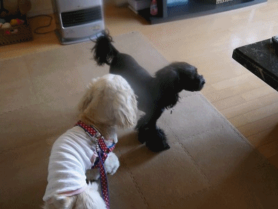 f0326925_23010609.gif