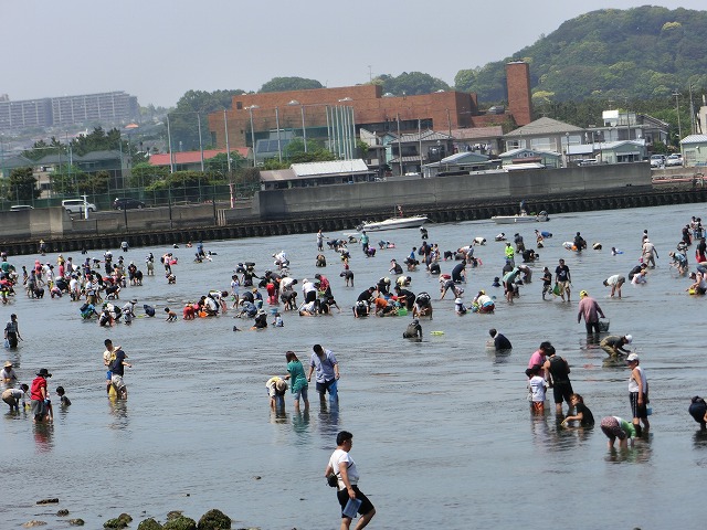 金沢八景で 潮干狩り。_a0006033_2130567.jpg