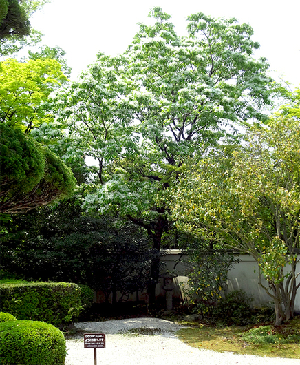 a0134734_1661422.jpg