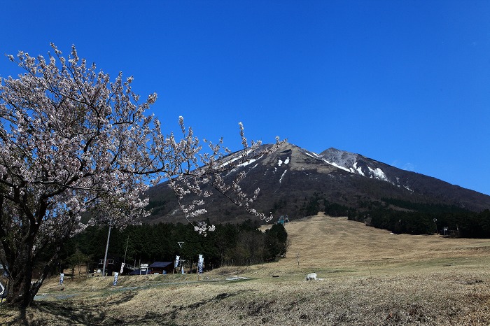 大山 初夏の装い_a0294534_192189.jpg