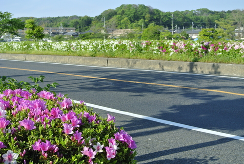 d0170835_1724388.jpg