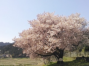 久しぶりの輪島_f0233340_11432.jpg