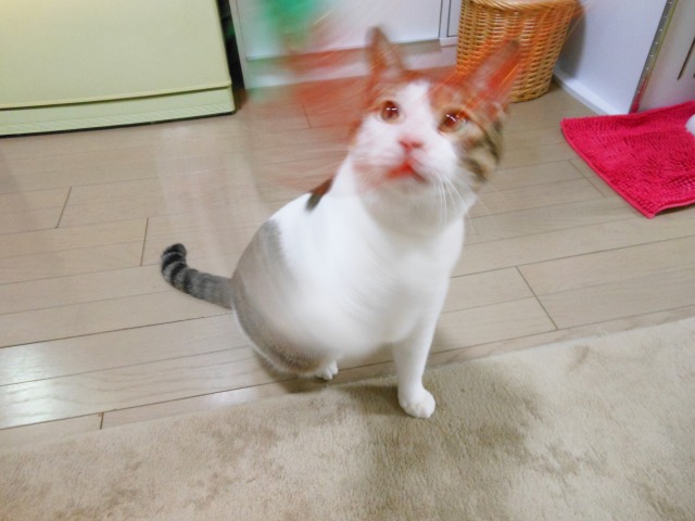 くーすけ家猫4周年記念！！_a0150353_165505.jpg