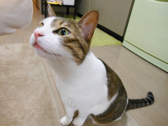 くーすけ家猫4周年記念！！_a0150353_16585688.jpg