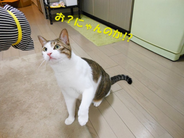 くーすけ家猫4周年記念！！_a0150353_1659481.jpg