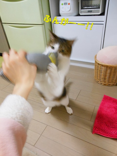 くーすけ家猫4周年記念！！_a0150353_1659983.jpg