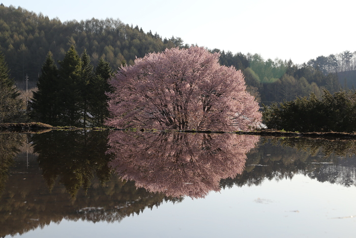 片品・花咲地区の天王さくら☆☆_a0278554_22295337.jpg