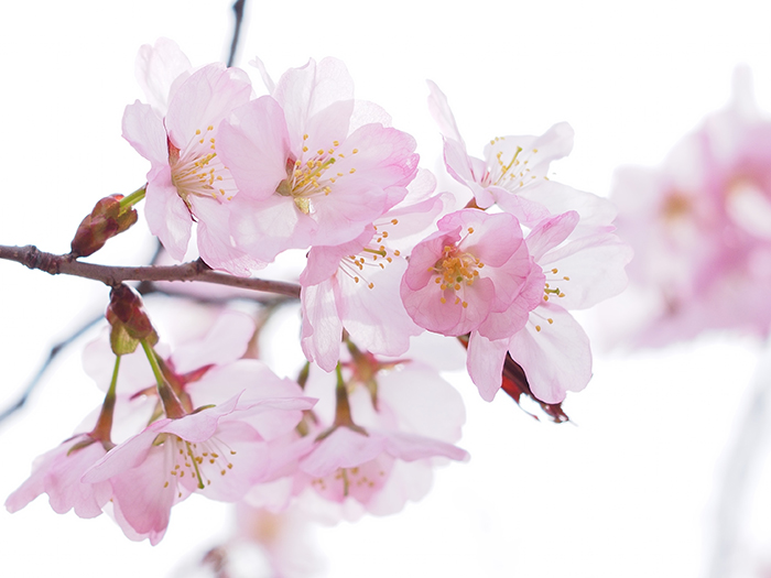 桜とレンギョウと_b0066154_1323094.jpg