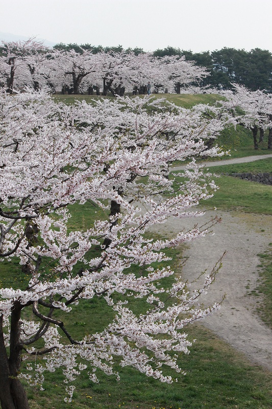 2014(平成26年）　五稜郭公園の花見　１_b0250154_1535586.jpg