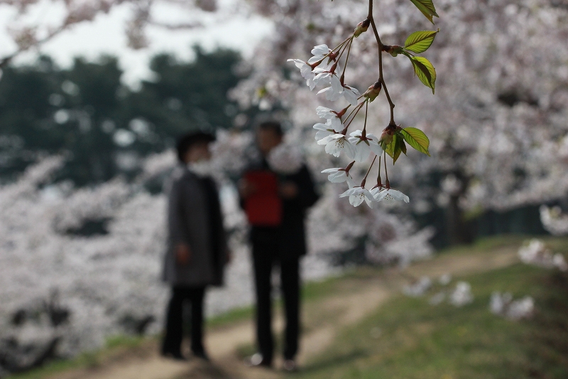 2014(平成26年）　五稜郭公園の花見　２_b0250154_17383746.jpg