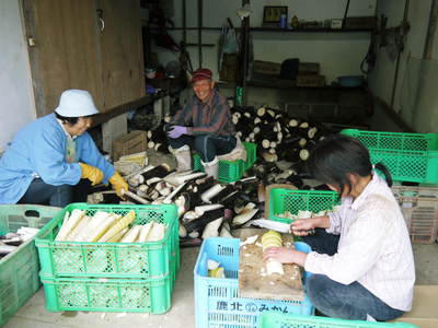 干したけのこ 平成26年度無農薬・有機栽培で育てた「干したけのこ」販売開始!!人気の秘密その2_a0254656_19572688.jpg