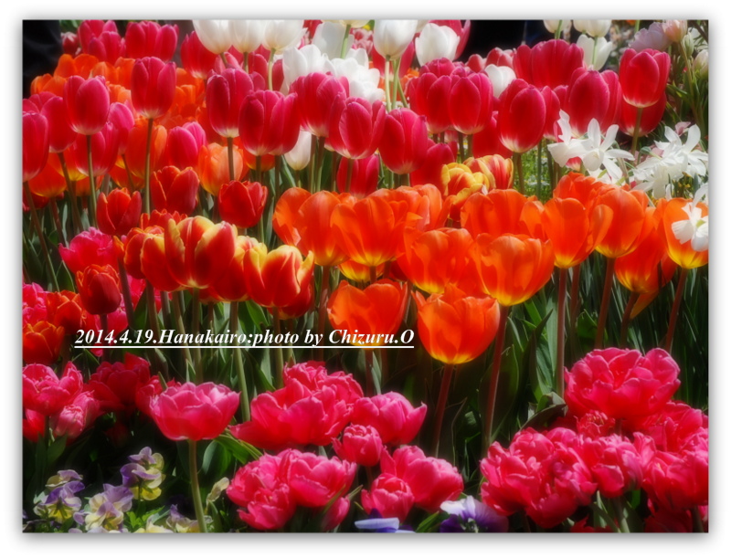 とっとり花回廊2014_a0050964_8141715.jpg